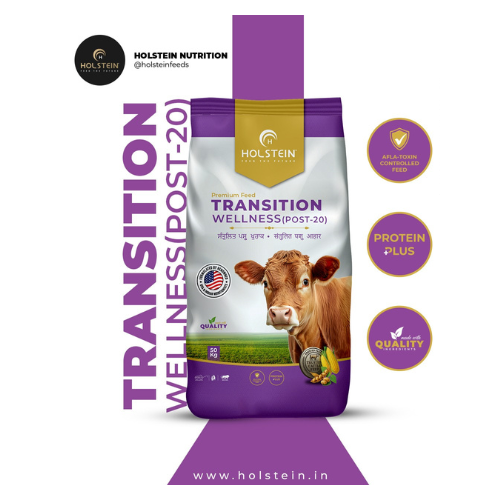 TRANSITION WELLNESS (POST-20)